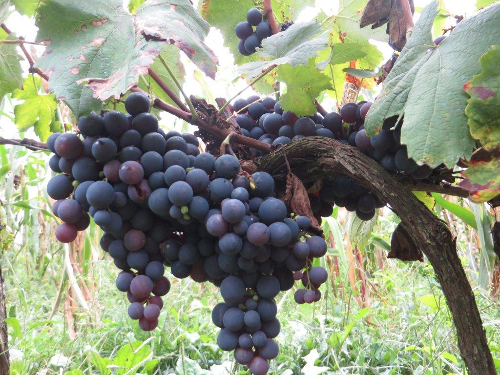 Vina mijeh i njegova pjesma